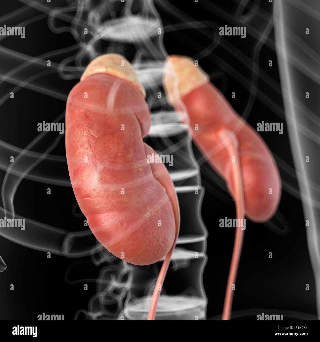 Kidney Desktop Human kidneys computer artwork Stock Photo - Alamy