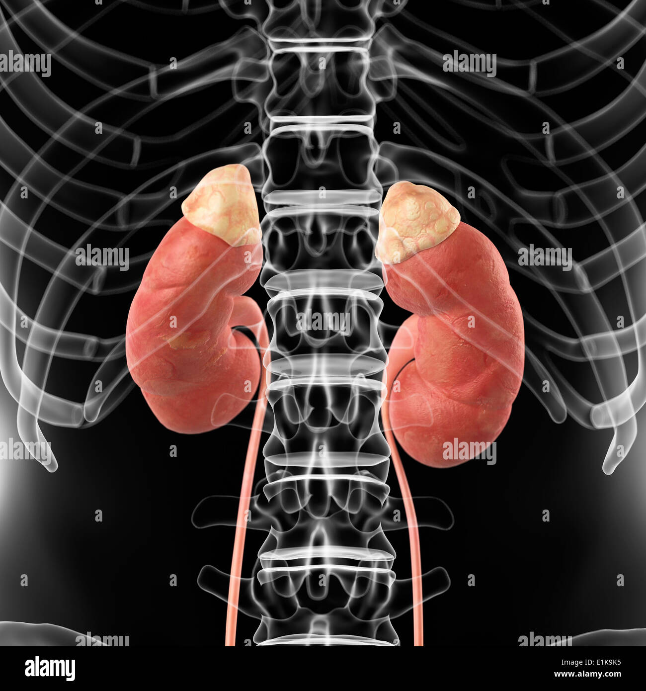 Kidney Desktop Human kidneys computer artwork Stock Photo - Alamy