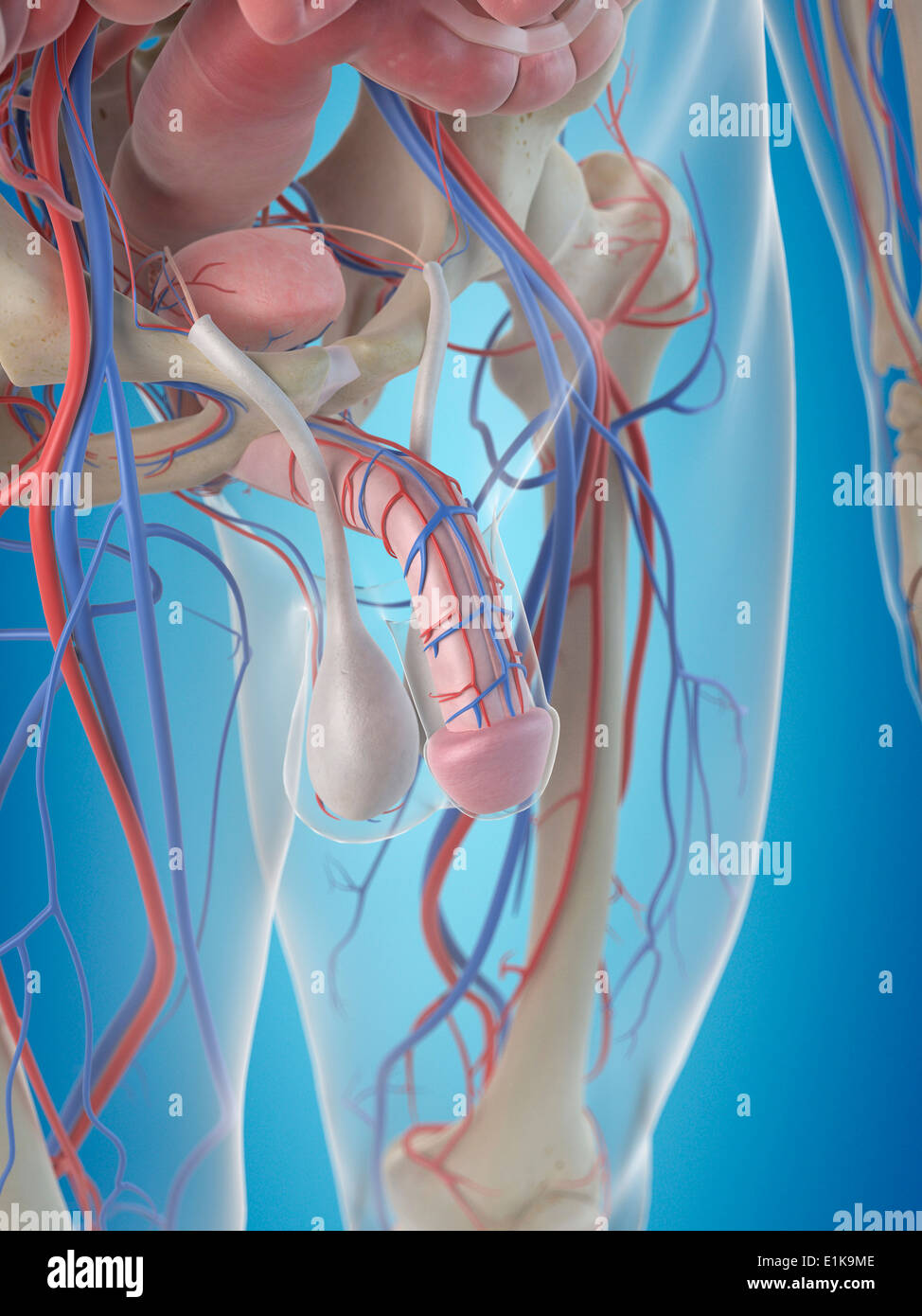 Anatomy of the penis computer artwork Stock Photo - Alamy