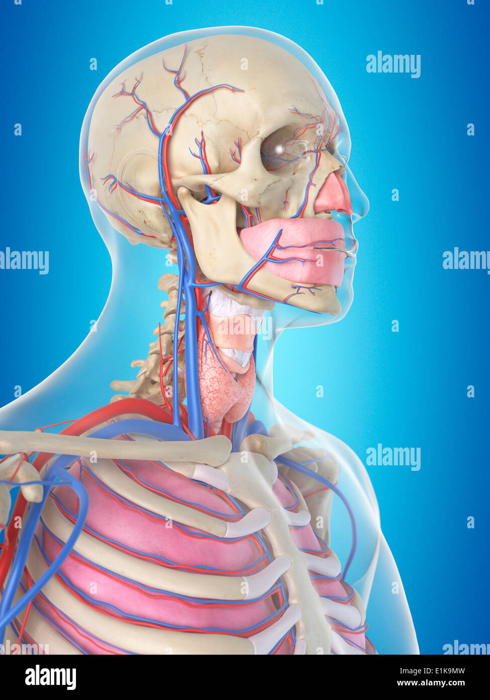 Blood vessel head hires stock photography and images Alamy