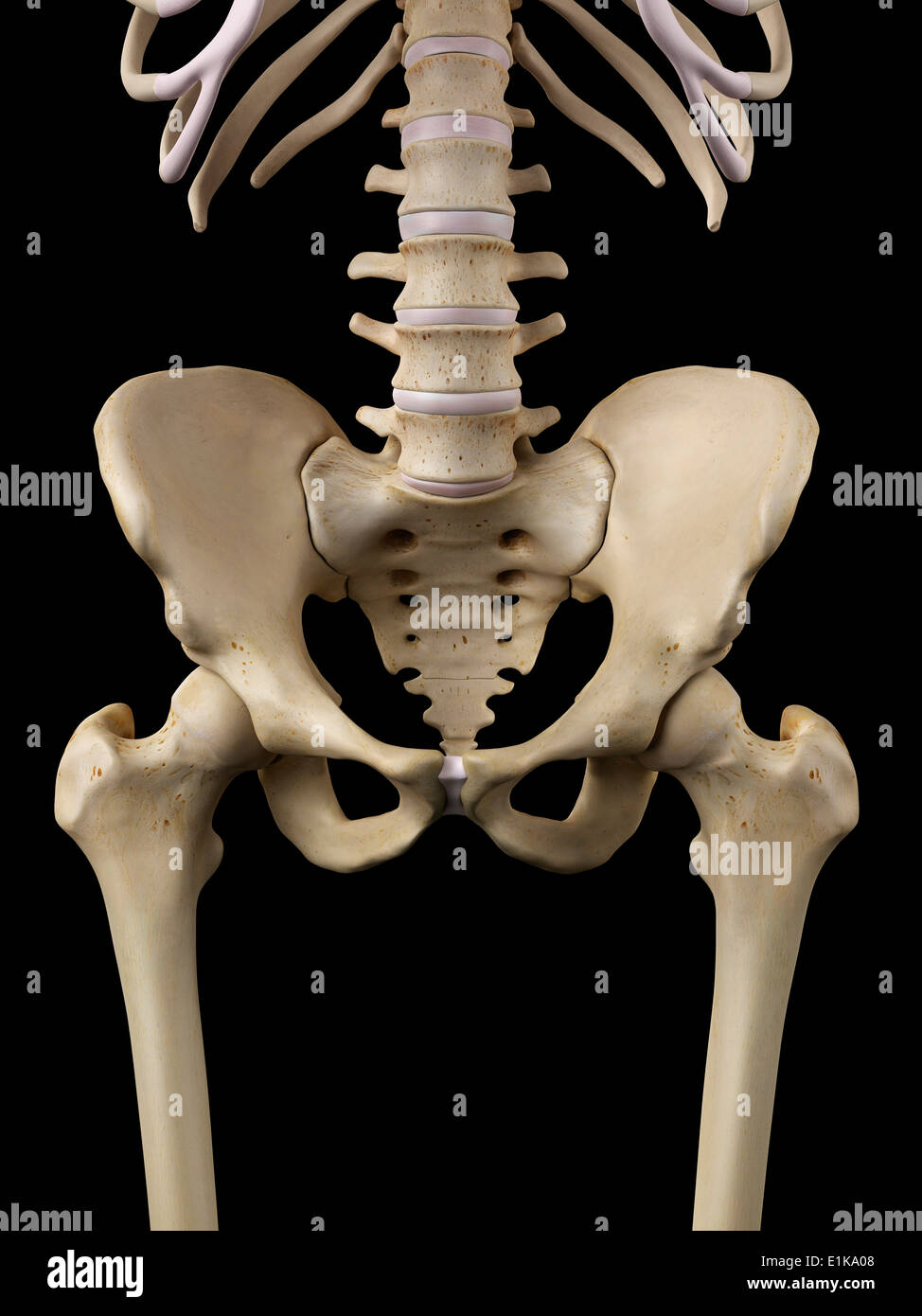 Hip Bones High Resolution Stock Photography and Images - Alamy