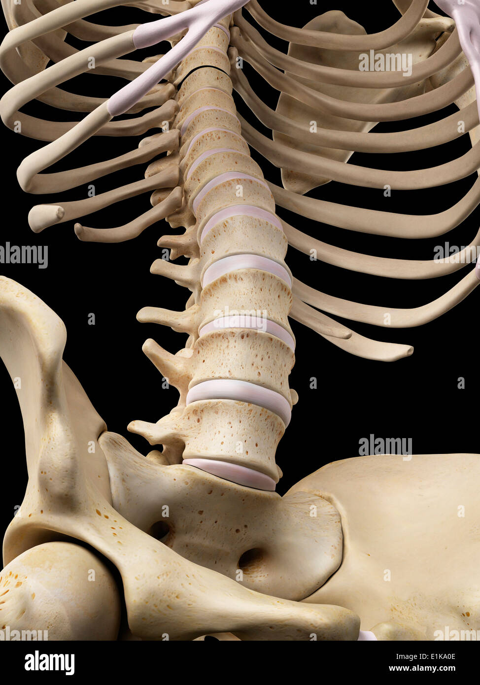 Human lumbar bones computer artwork. Stock Photo