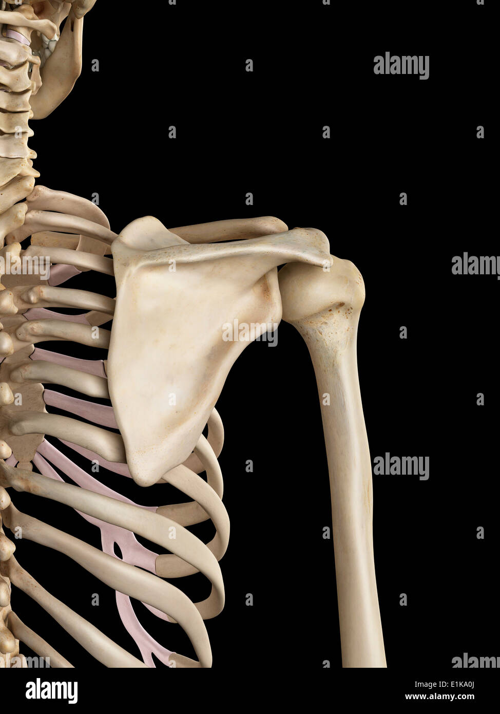 Shoulder Anatomy Sketch Scapula And Humerus Bone Stock