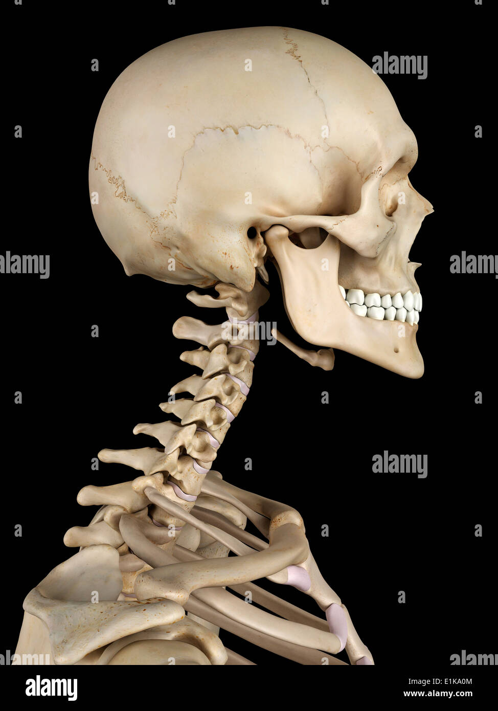 Скелет головы и шеи