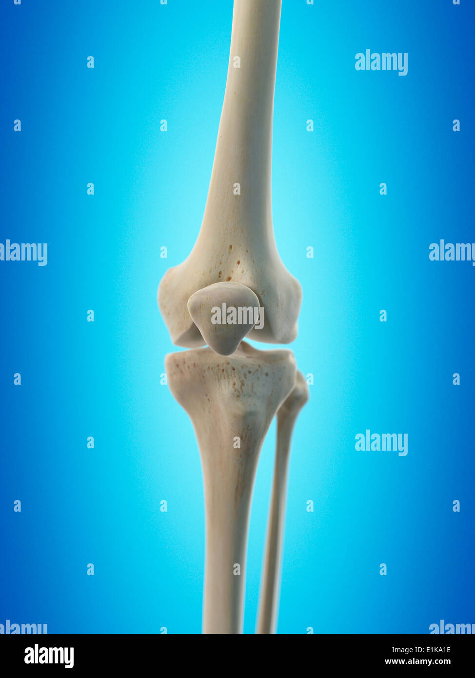 Human knee joint computer artwork Stock Photo - Alamy