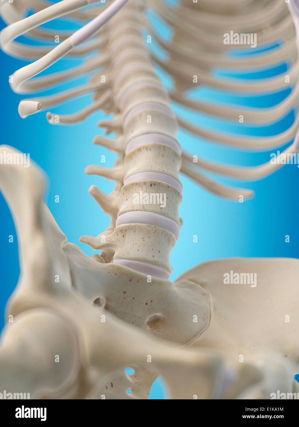 Human lumbar bones computer artwork. Stock Photo