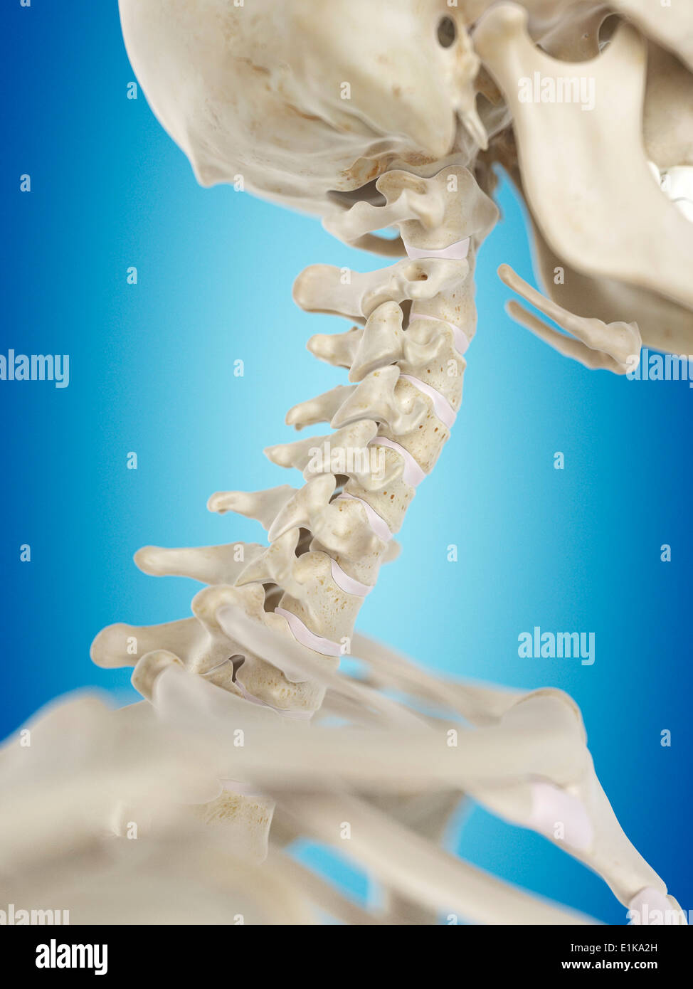 Human cervical spine computer artwork. Stock Photo