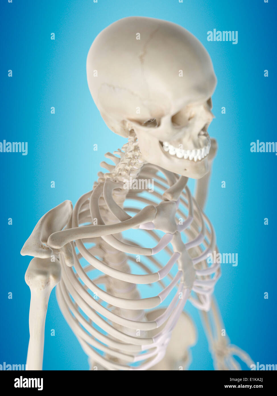 Human thorax anatomy computer artwork. Stock Photo