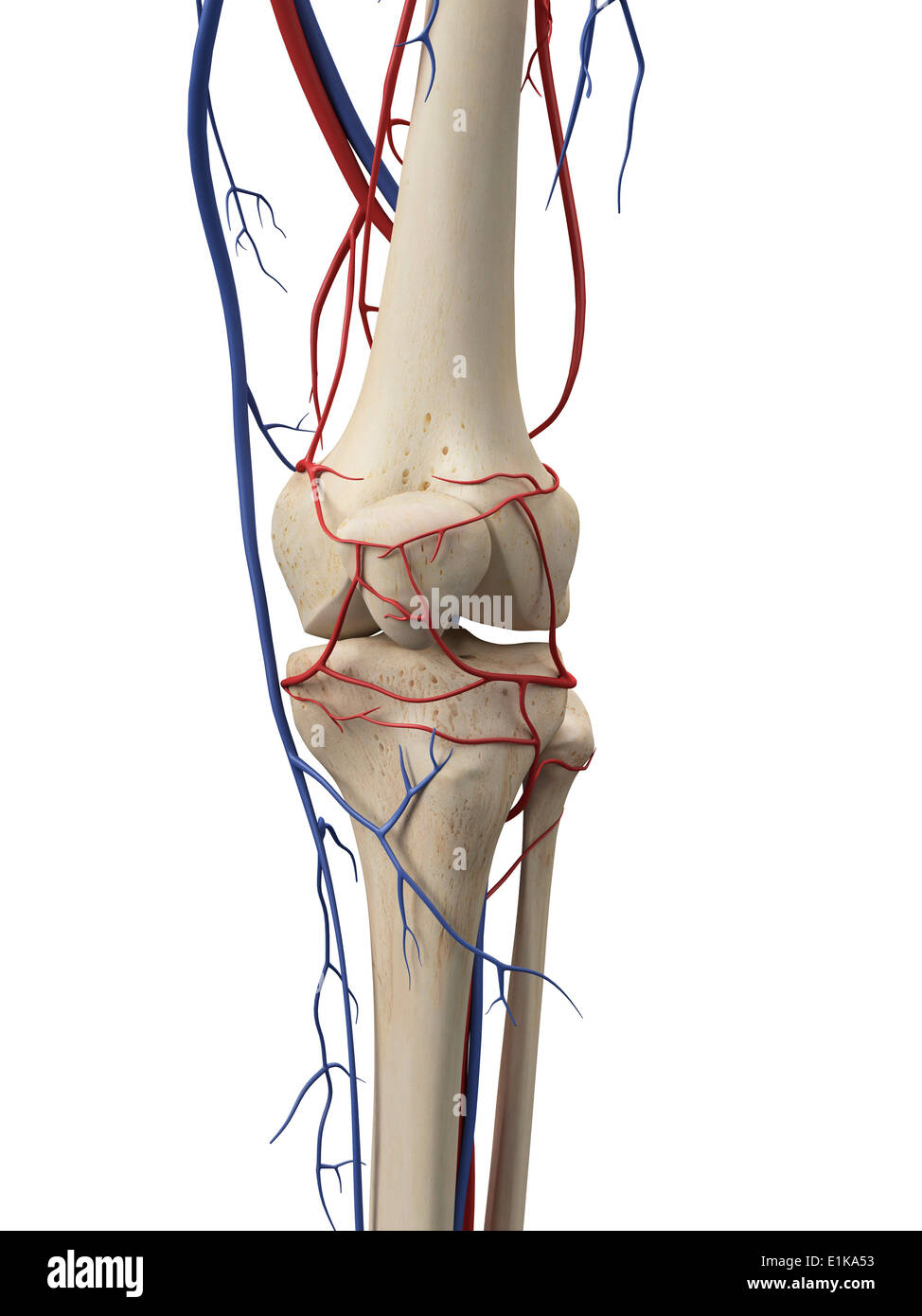 Кровообращение костей. Коленная артерия. Сосуды коленного сустава. Артерии коленного сустава.