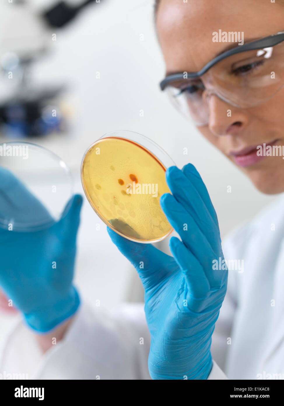 Female scientist holding petri dish with biological cultures Stock ...