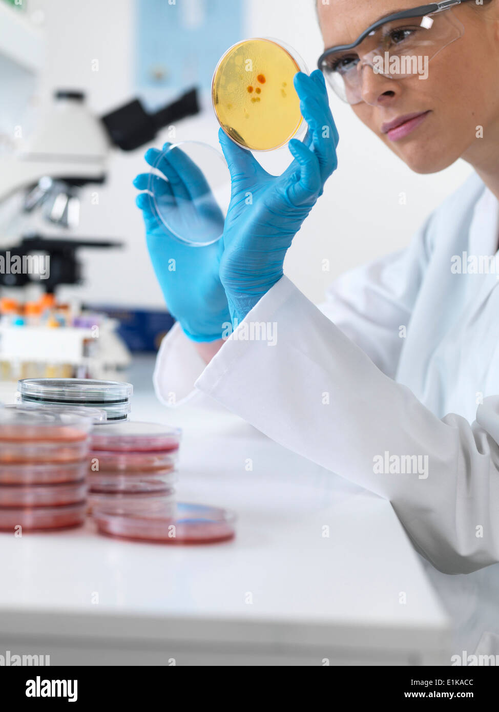 Female scientist holding petri dish with biological cultures Stock ...