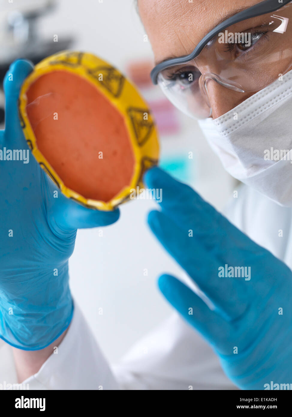 Female scientist holding petri dish with hazardous biological cultures. Stock Photo