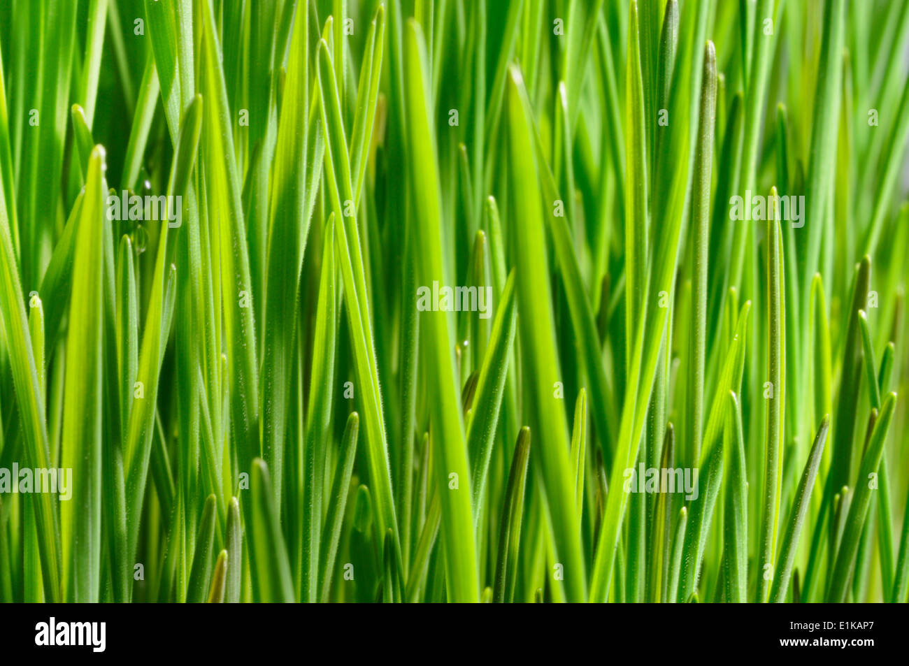 Wheatgrass Wheatgrass is a food prepared from the cotyledons of the
