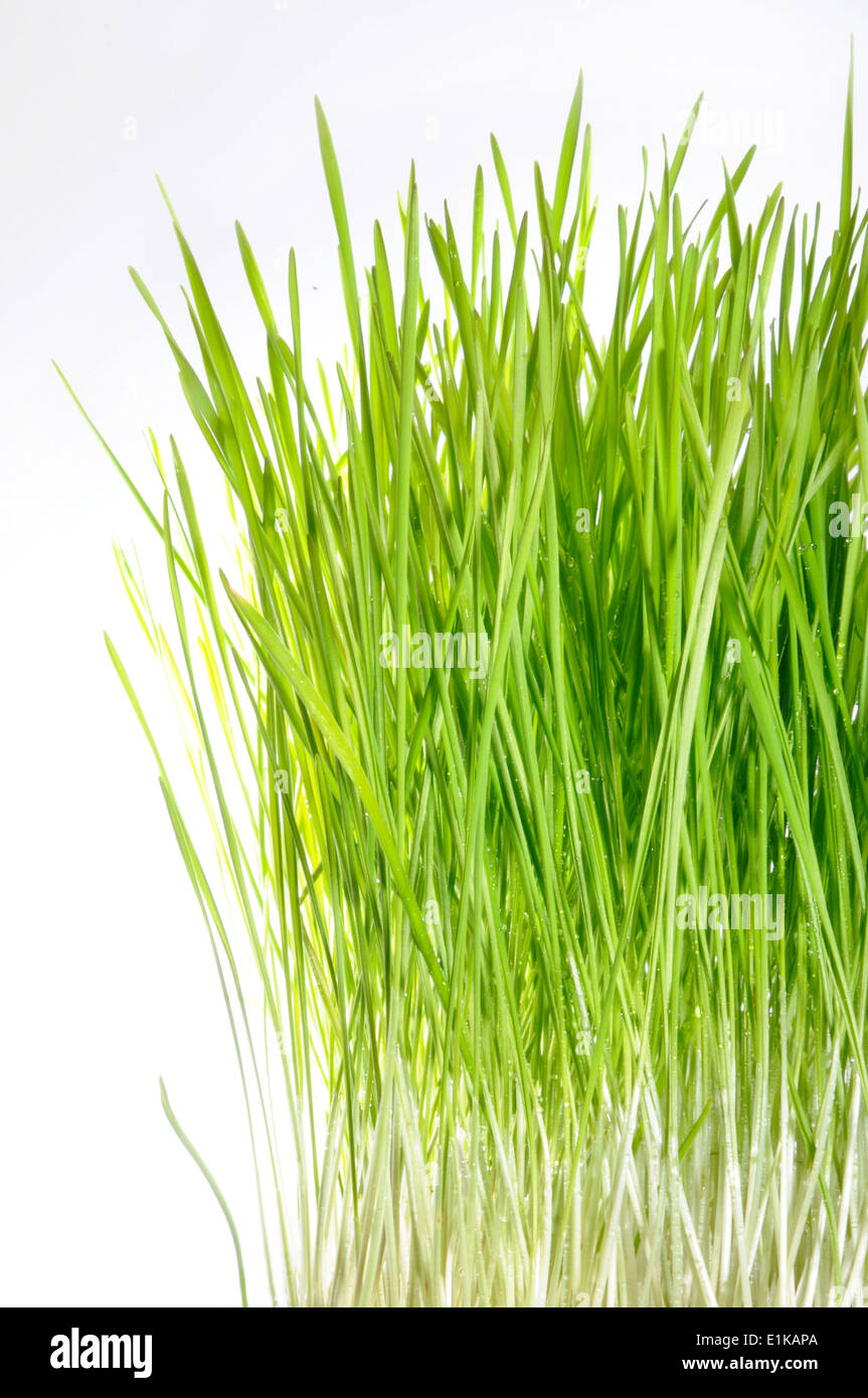 Wheatgrass Wheatgrass is a food prepared from the cotyledons of the common wheat plant Triticum aestivum Stock Photo