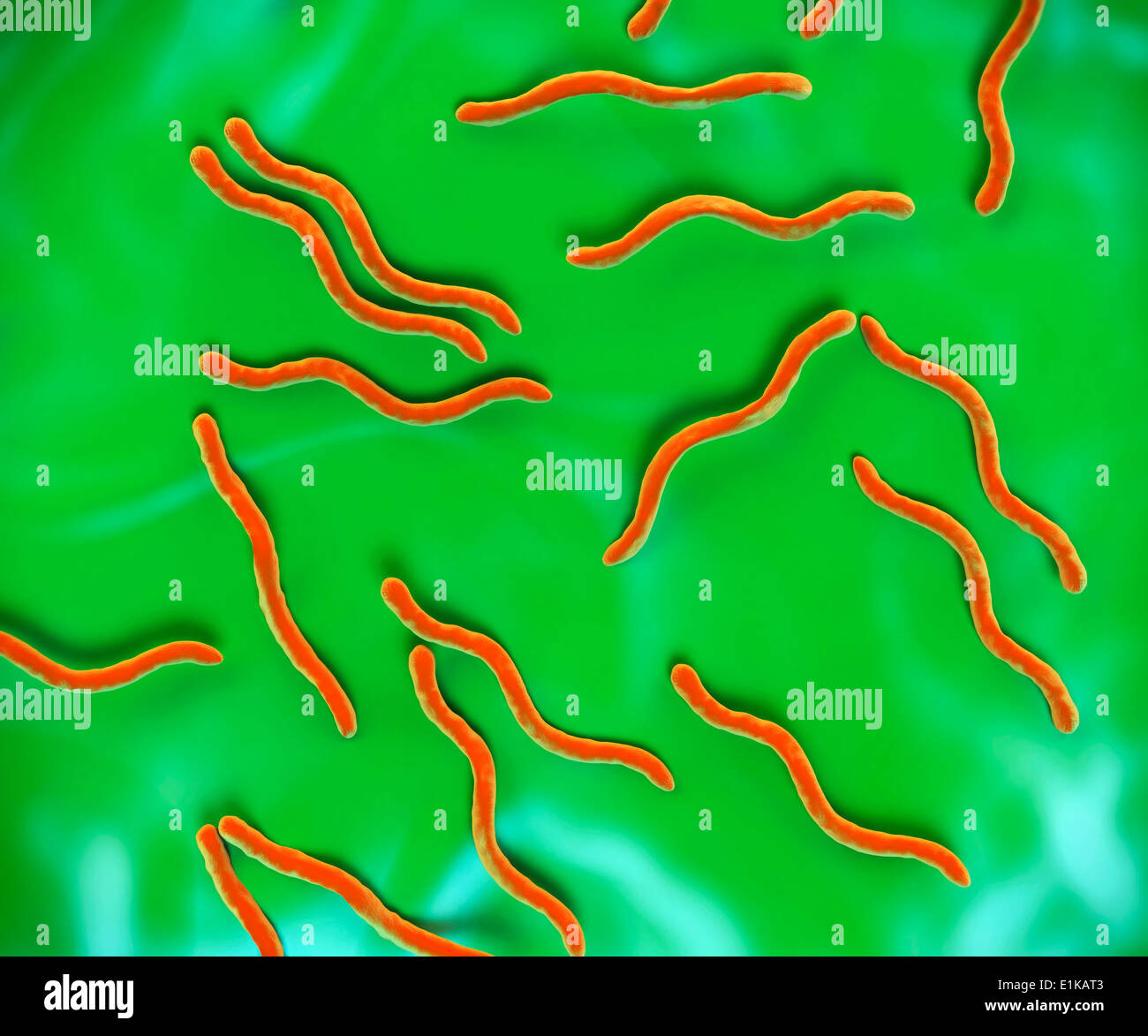 Lyme Disease Bacteria Borrelia Burgdorferi Computer Artwork Stock Photo Alamy