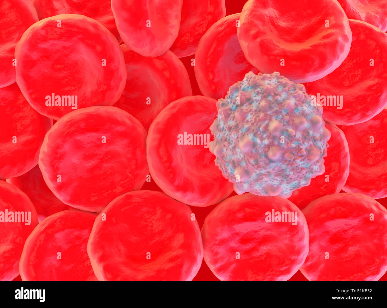 White blood cell with red blood cells computer artwork Stock Photo - Alamy