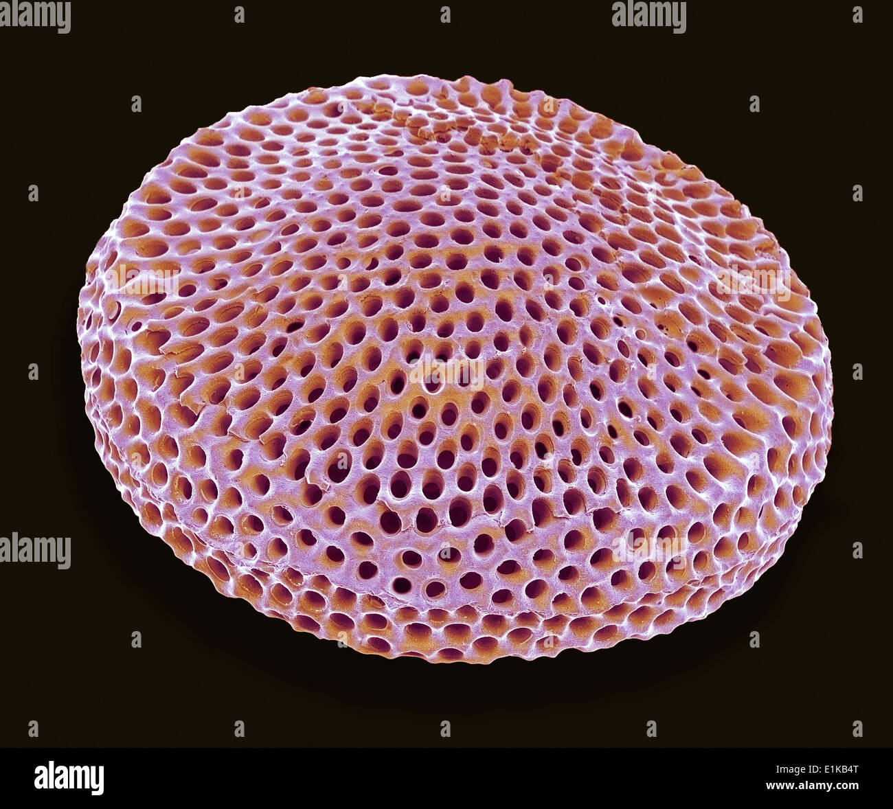 Radiolarian Coloured scanning electron micrograph (SEM) of the shell of a radiolarian Radiolaria are single-celled protozoans Stock Photo