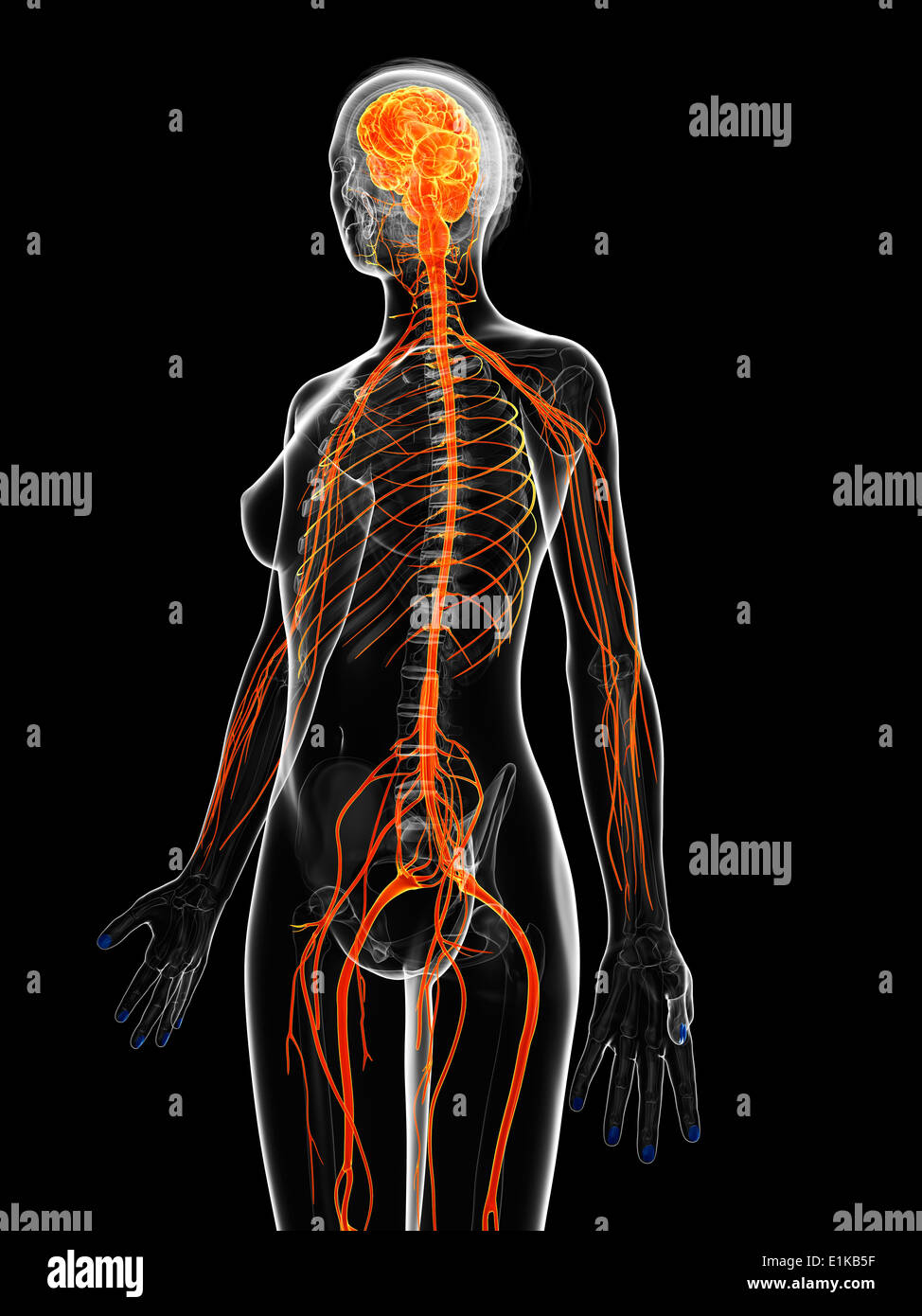 Female nervous system computer artwork. Stock Photo