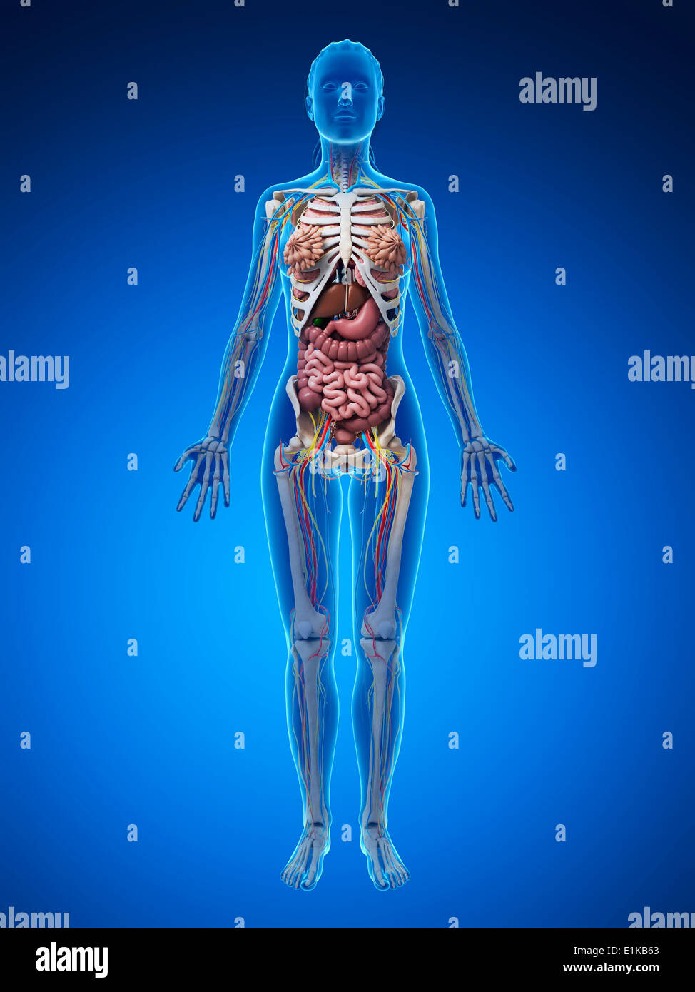 Female human body illustration 3d hi-res stock photography and images -  Alamy
