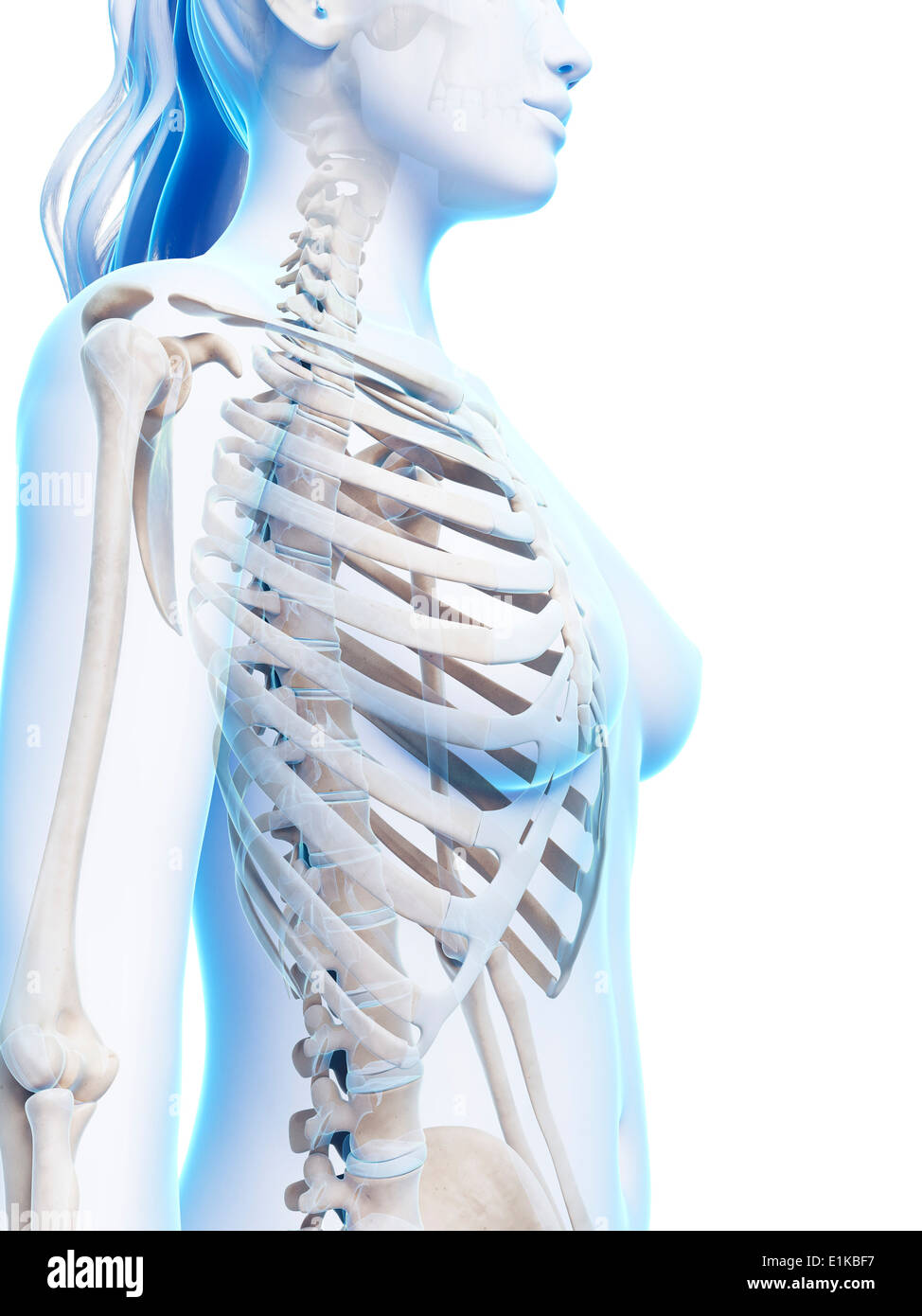 Female Ribcage Computer Artwork High Resolution Stock Photography And Images Alamy