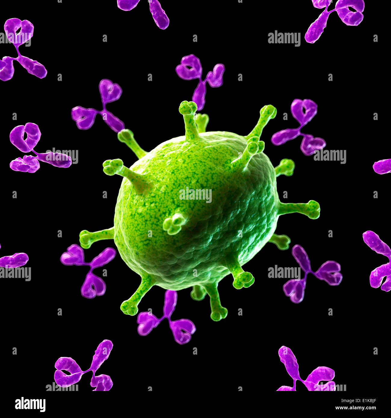 Antibodies attacking a virus computer artwork Stock Photo - Alamy
