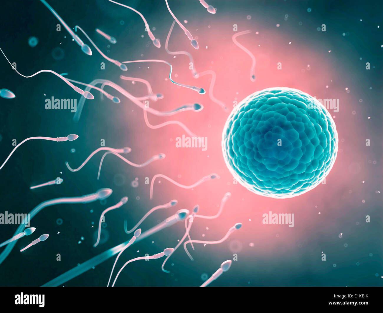 Human sperm artwork hi-res stock photography and images - Alamy