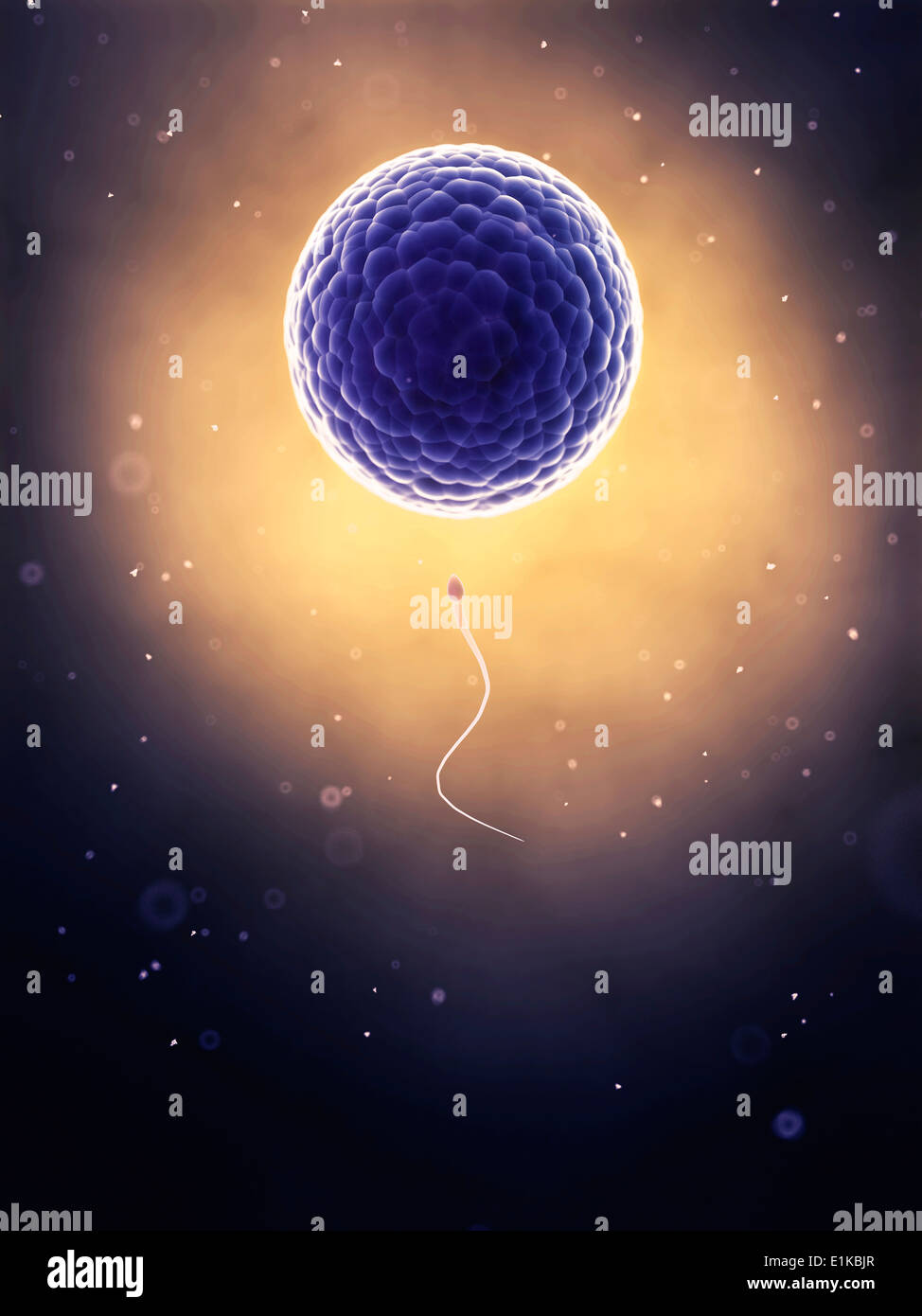 Human sperm and human egg computer artwork Stock Photo - Alamy