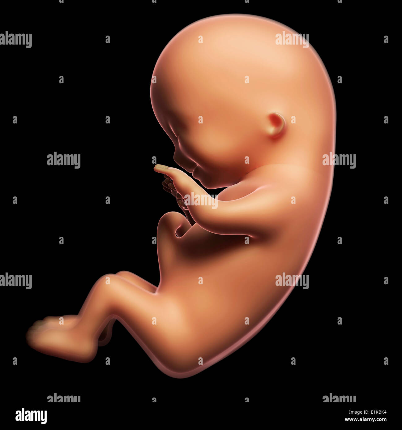 Foetus at 3 months computer artwork. Stock Photo