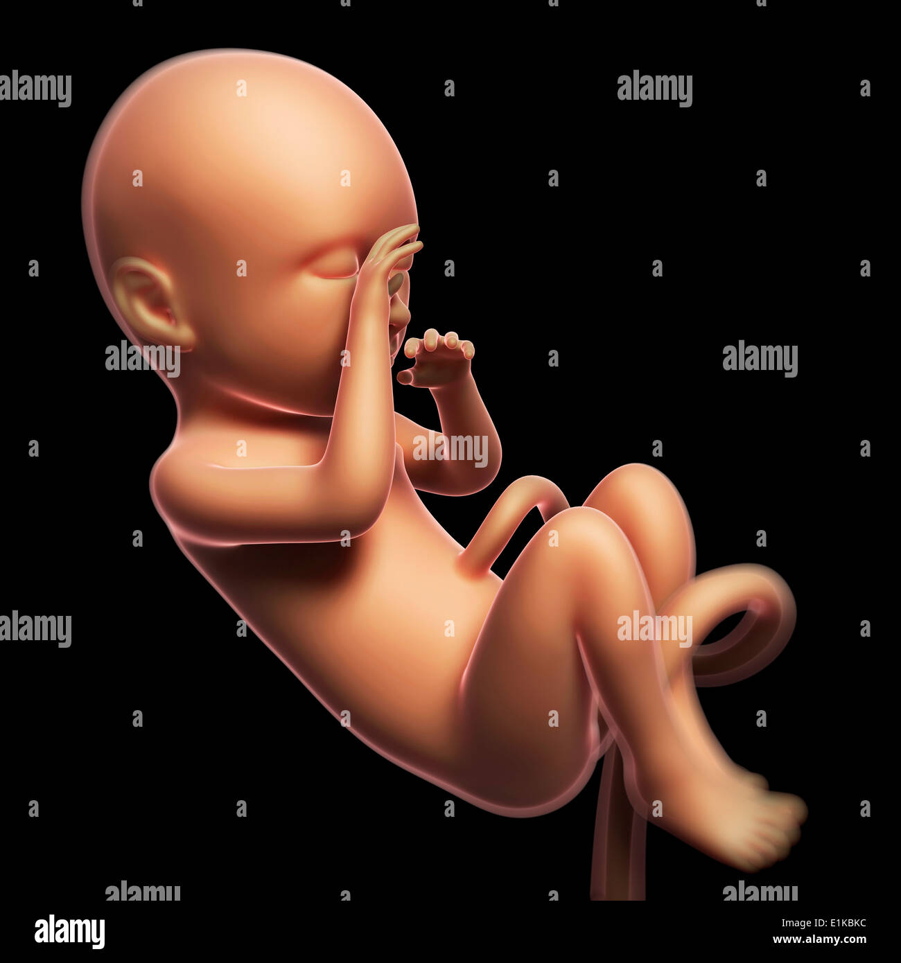 Foetus at 9 months computer artwork. Stock Photo