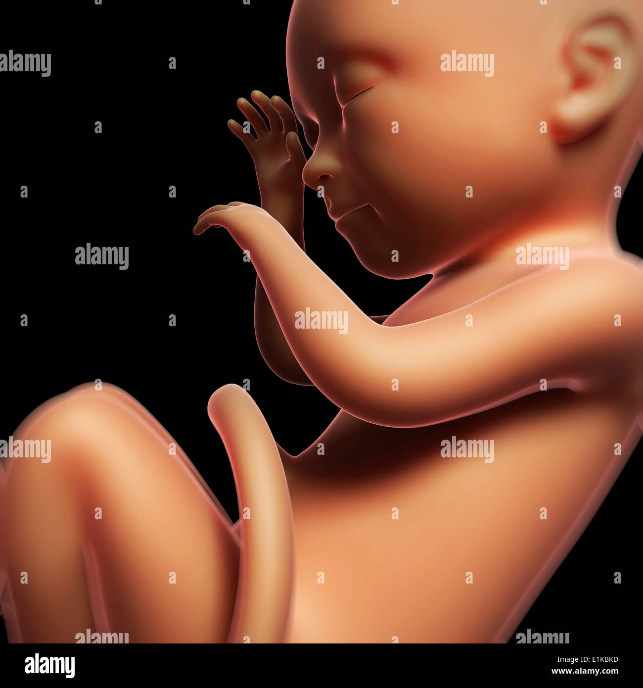 Foetus at 9 months computer artwork. Stock Photo