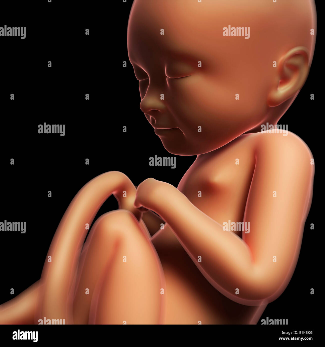 Foetus at 8 months hi-res stock photography and images - Alamy