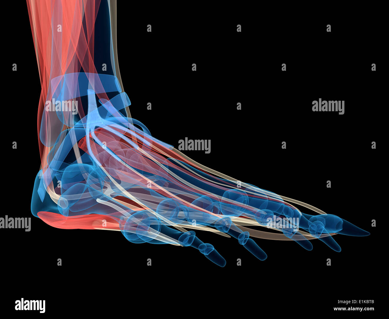 Human foot anatomy computer artwork. Stock Photo