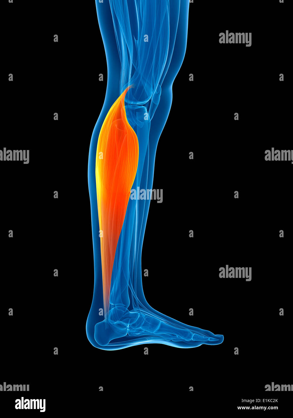 Human calf muscle (gastrocnemius) computer artwork Stock Photo - Alamy