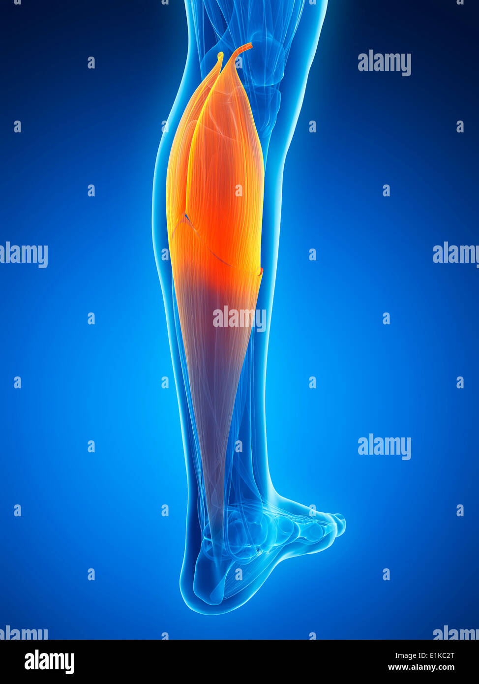 Human calf muscle (gastrocnemius) computer artwork Stock Photo Alamy