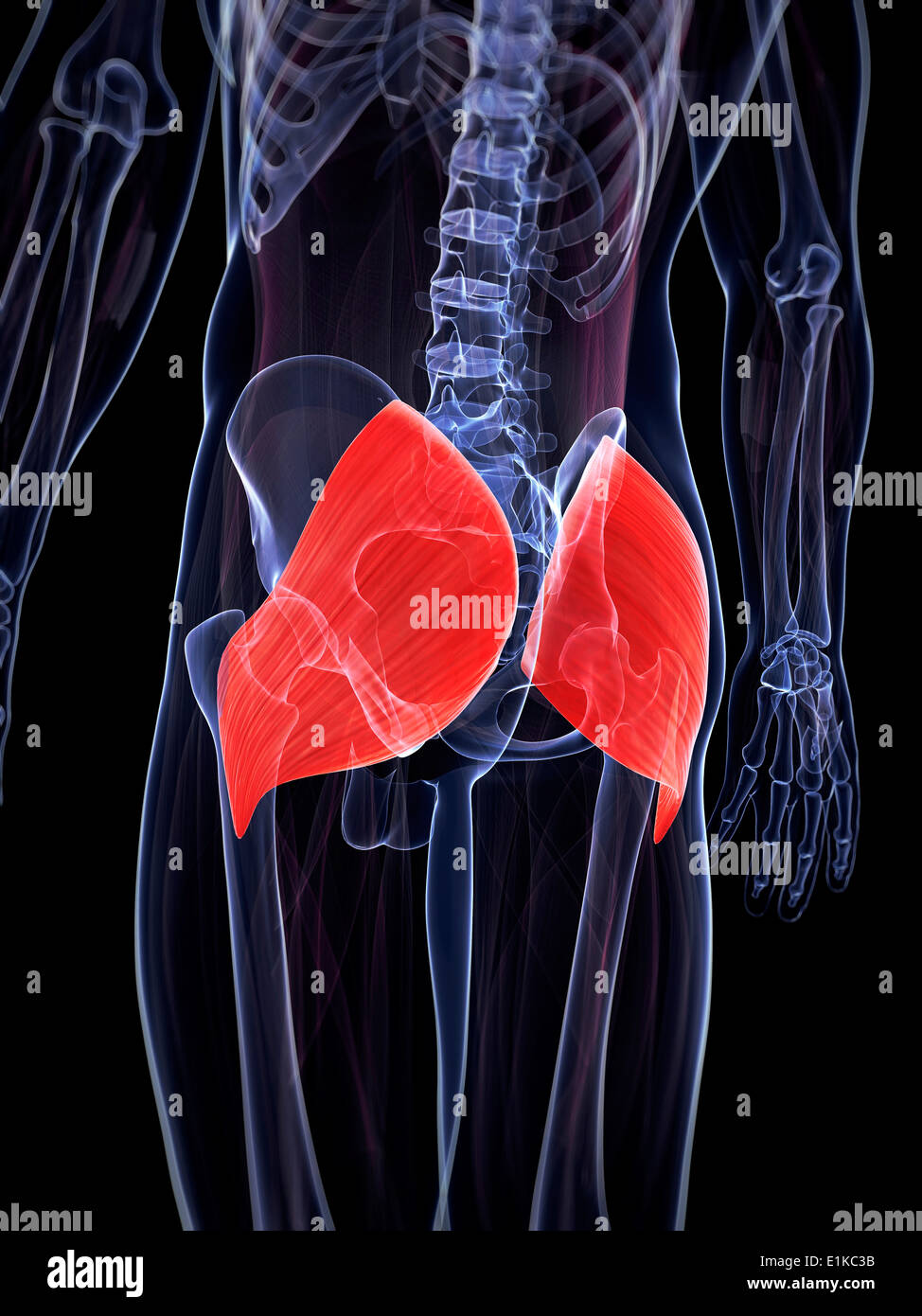 Buttock Anatomy High Resolution Stock Photography and Images Alamy