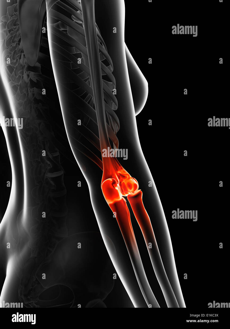 Human elbow joint computer artwork Stock Photo Alamy