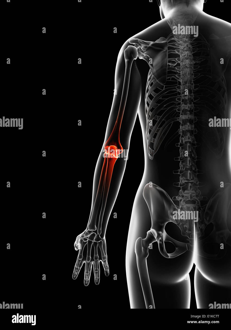 Human elbow joint computer artwork Stock Photo Alamy