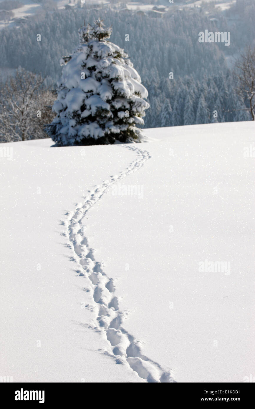 Footsteps in the snow Stock Photo