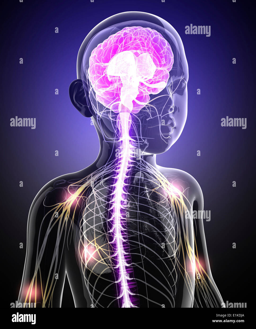 Child's central nervous system computer artwork. Stock Photo