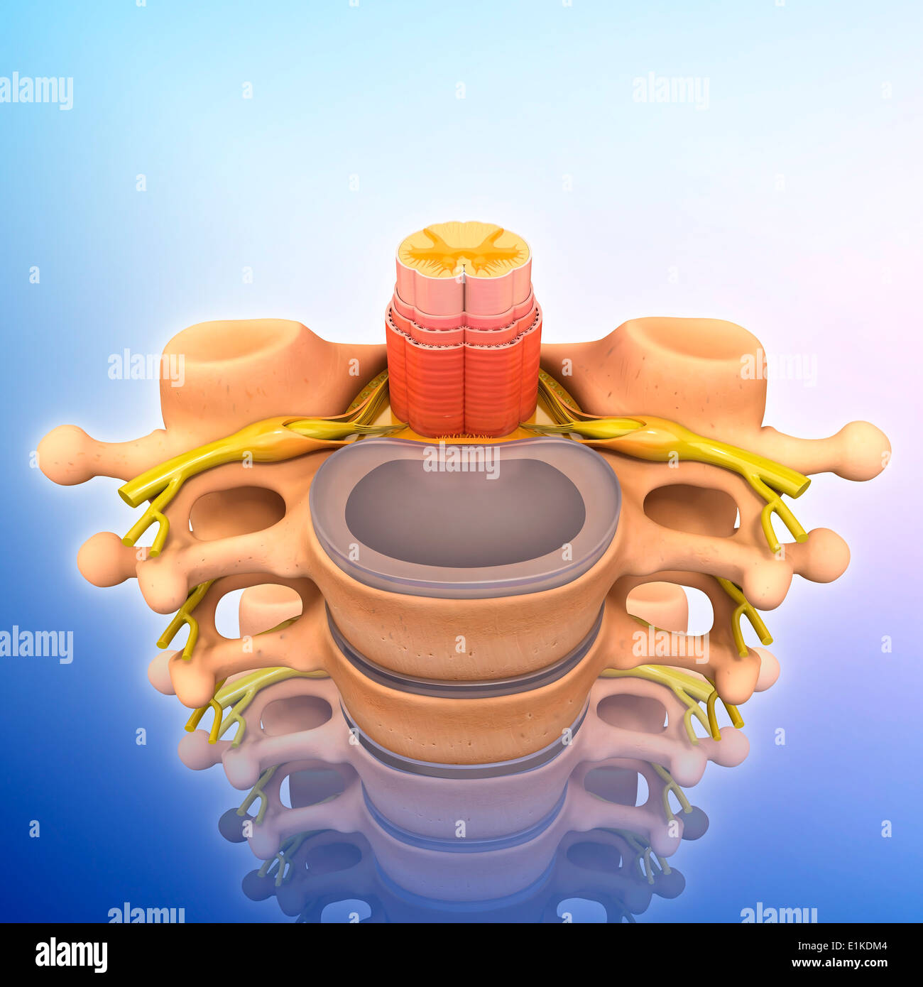 Human spinal chord computer artwork. Stock Photo