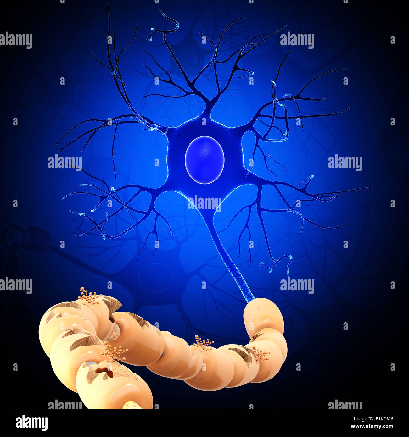 Nerve cell computer artwork Stock Photo - Alamy