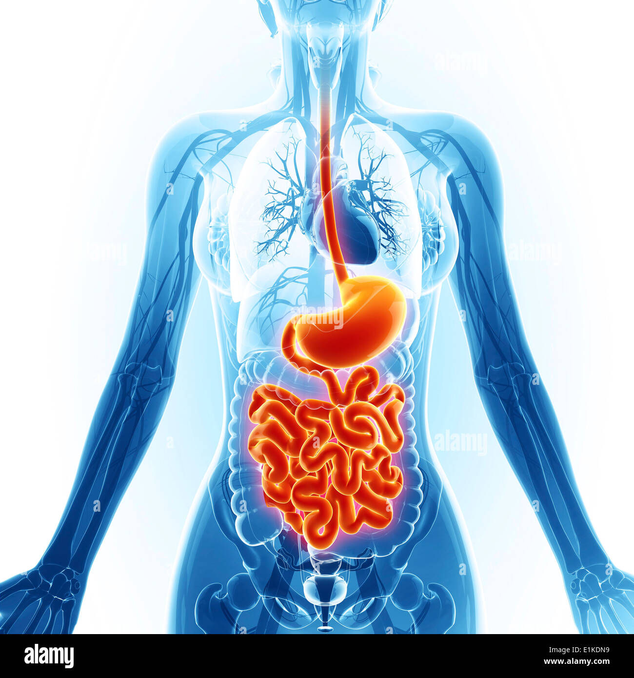 Human rectum front view 3d hi-res stock photography and images - Alamy