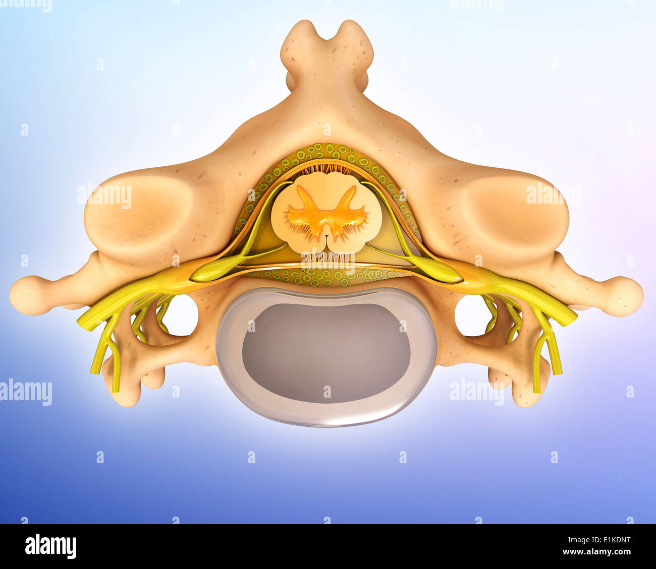 Human vertebra computer artwork. Stock Photo