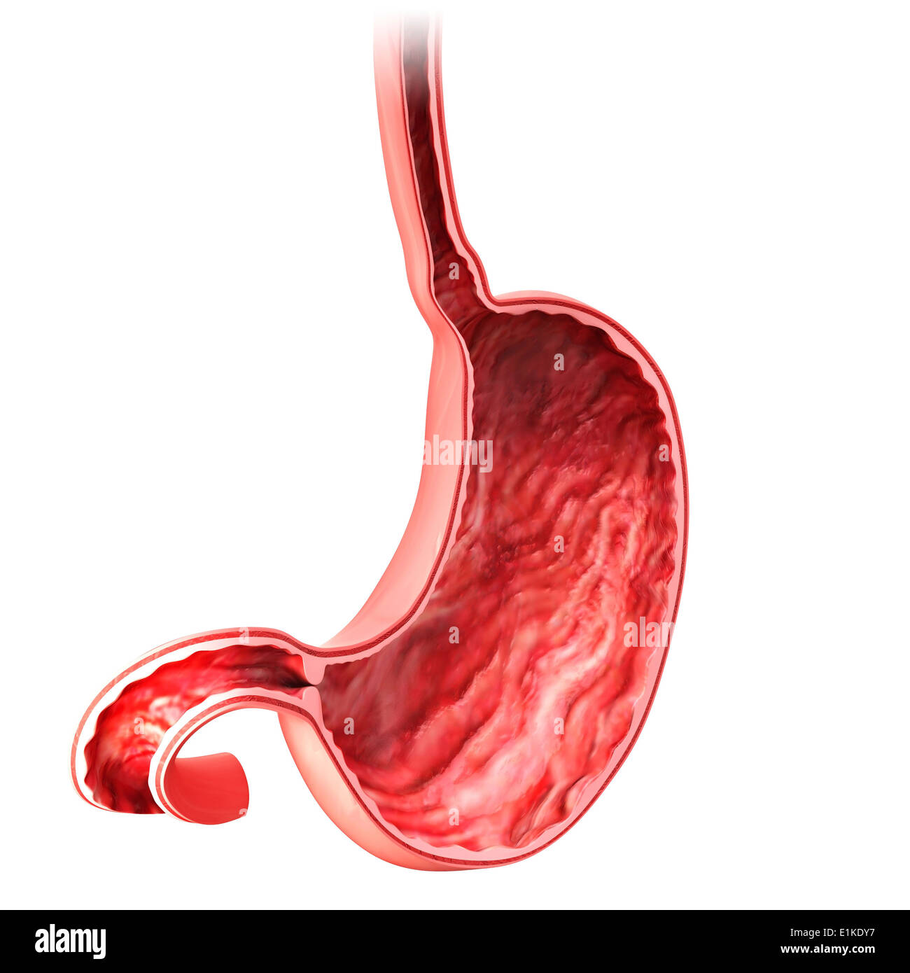 Stomach Cross Section Gastric Hi Res Stock Photography And Images Alamy