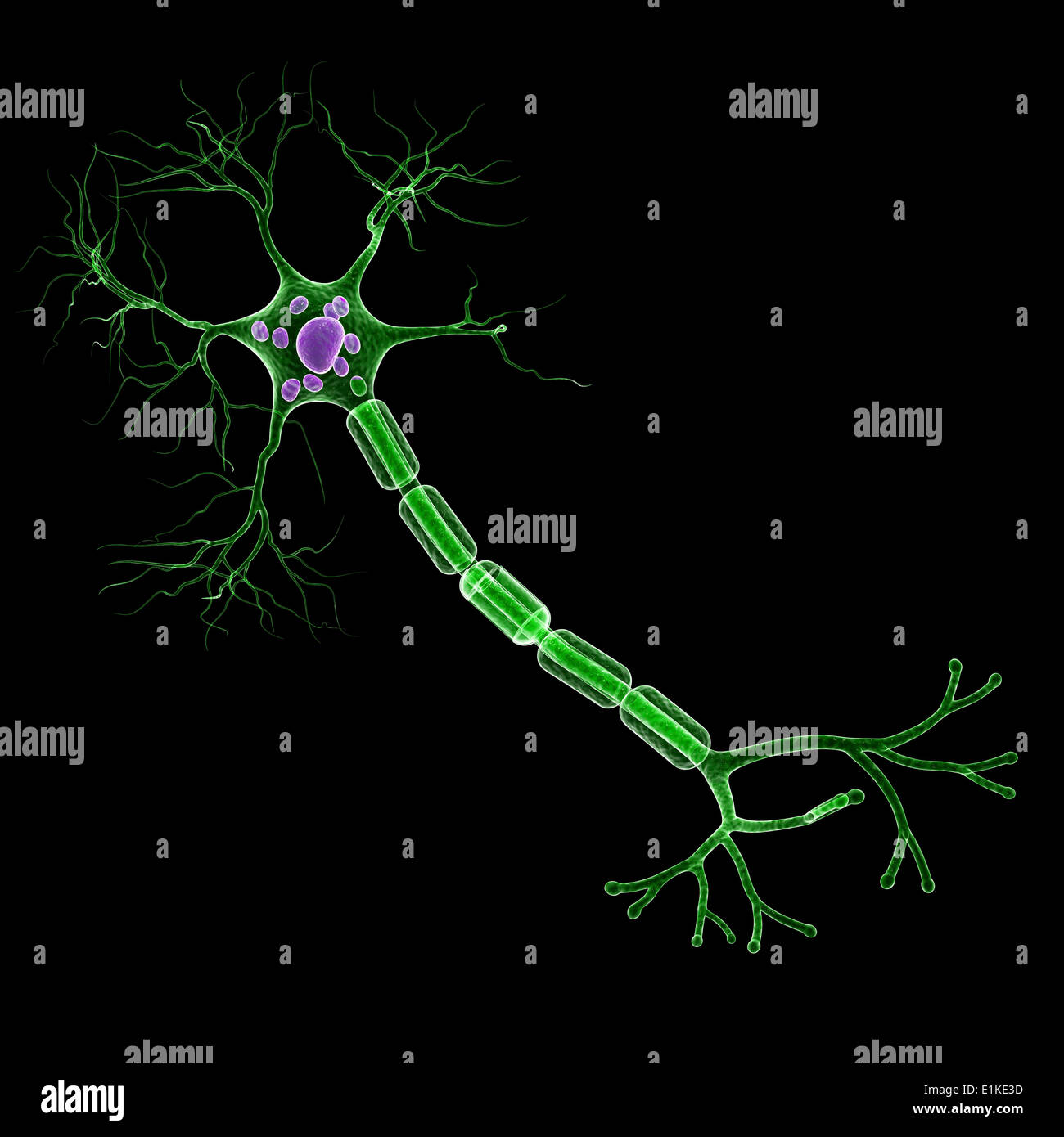 Nerve cell computer artwork Stock Photo - Alamy