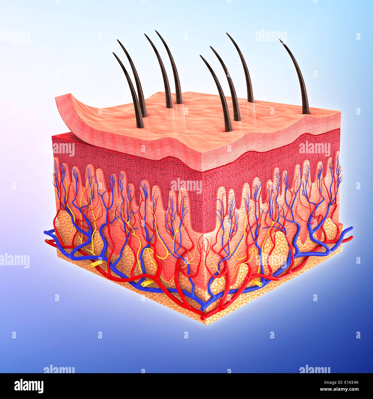 Human skin computer artwork Stock Photo - Alamy