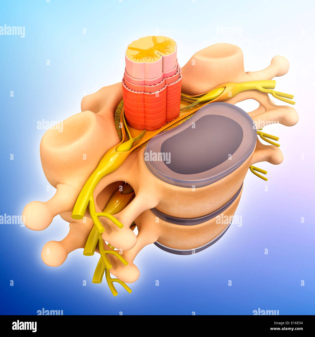 Human spinal chord computer artwork. Stock Photo