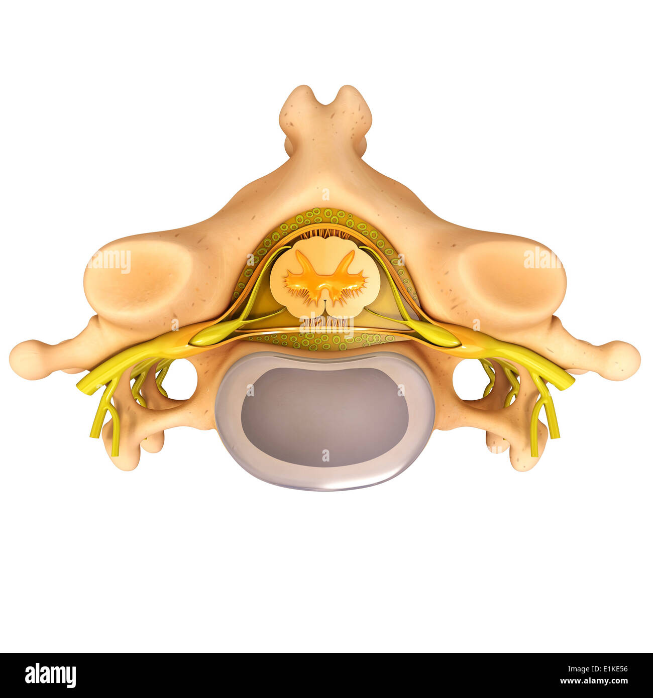 Human vertebra computer artwork. Stock Photo