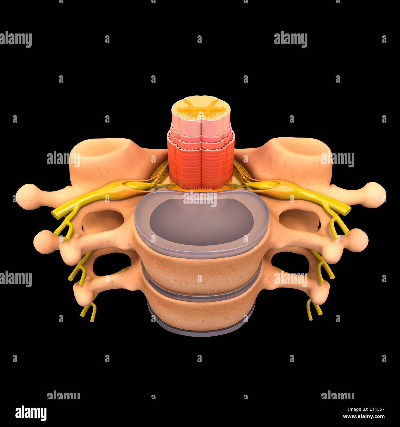 Human spinal chord computer artwork. Stock Photo