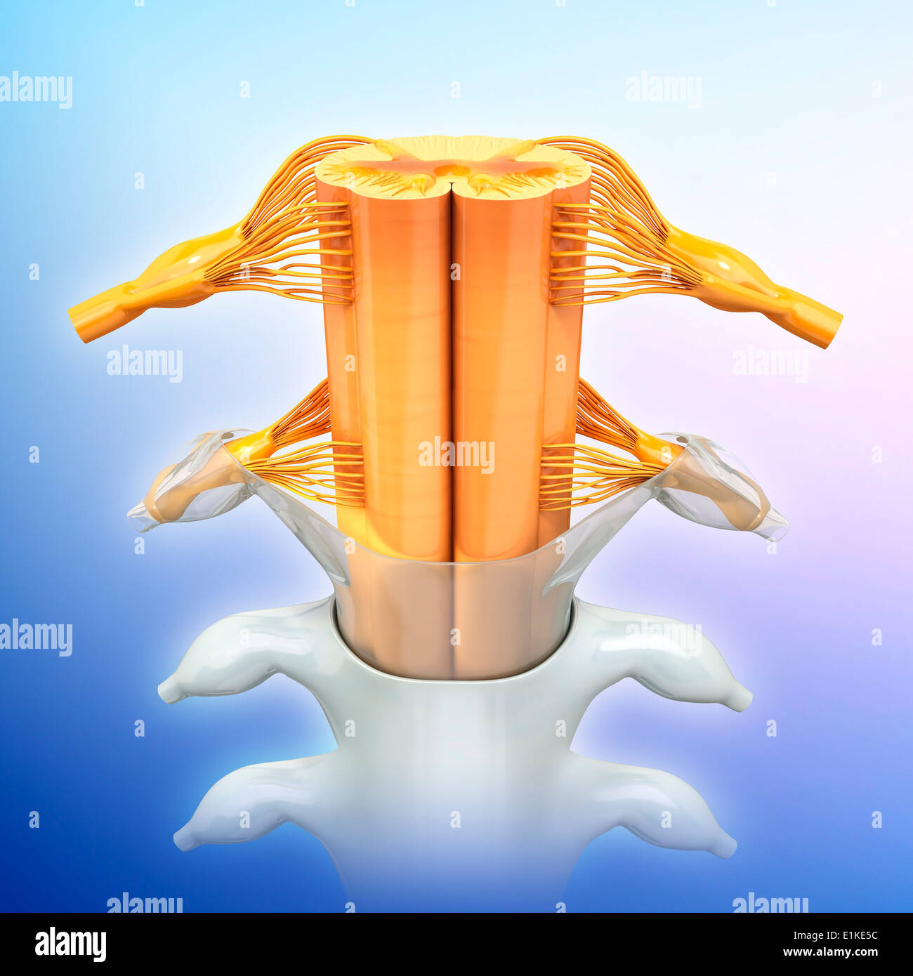 Human spinal chord computer artwork. Stock Photo